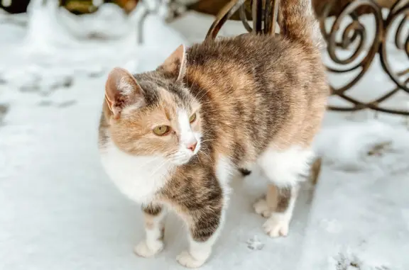 Кошки потеряшки, Санкт-Петербург, фото: Потеряшка трёхцветная кошка на Октябрьской набережной, 34 к4, Санкт-Петербург