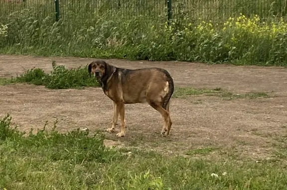Найдена собака в Новом Академгородке, Красноярск