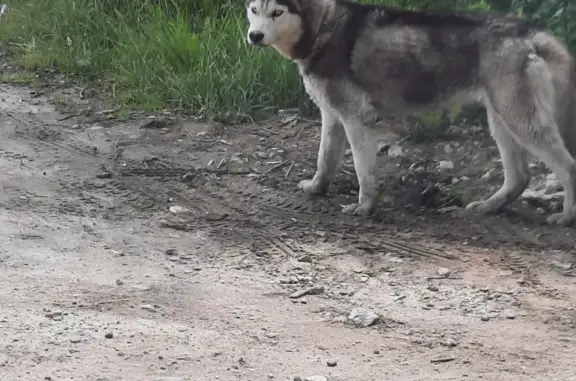 Собака Хаски найдена в Тульской области