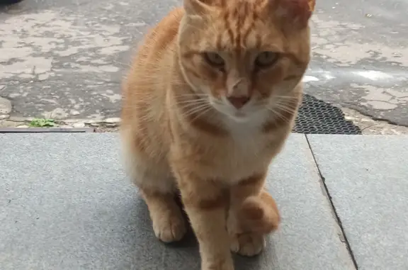 Найден рыжий кот на Московском проспекте