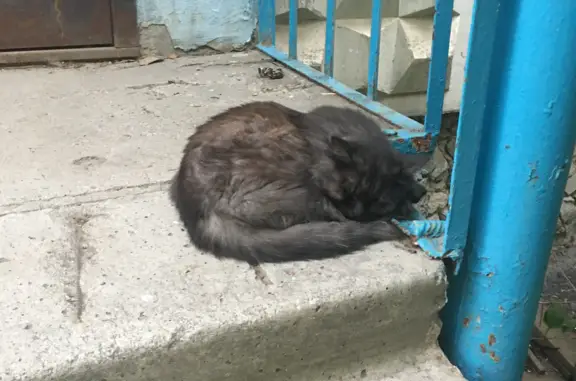 Найдена кошка у дома на ул. Большакова, 22 к1, Екатеринбург