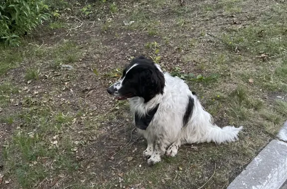 Найдена собака с намордником в Омске