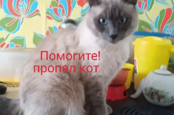 Пропал кот Спасский, ул. Торцева, 51