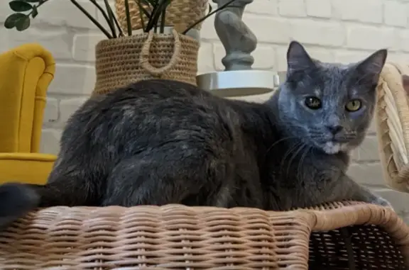 Кошки потеряшки, Ульяновск, фото: Потеряшка кошка на Нижнетатарской ул., 2А, Ульяновск