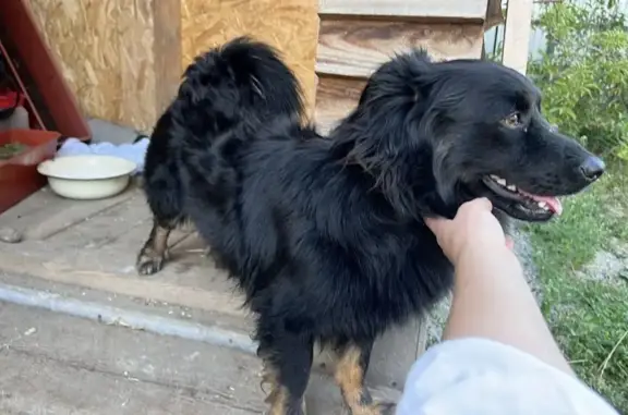 Найдена собака, черный с рыжим (Екатеринбург, Шарташ)