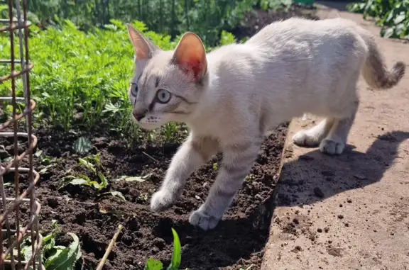 Котёнок с голубыми глазами и дымчатой шерстью ищет дом в Чистополе