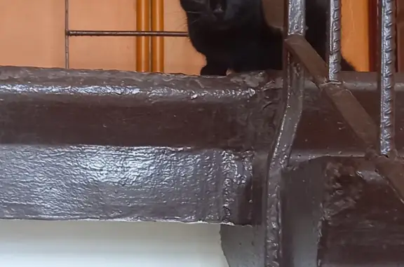 Пугливый молодой кот найден на ул. Баумана, Иркутск