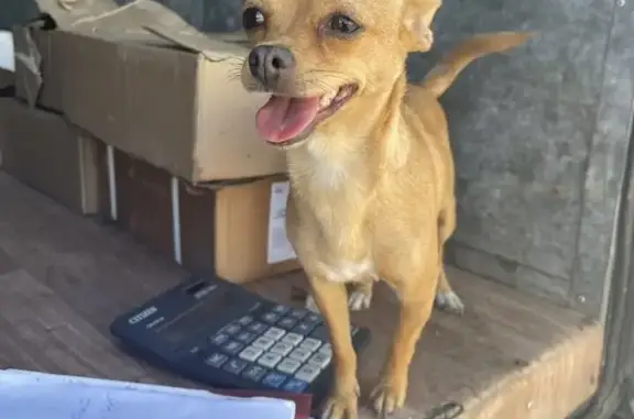 Собака найдена на ул. Рабоче-Крестьянской