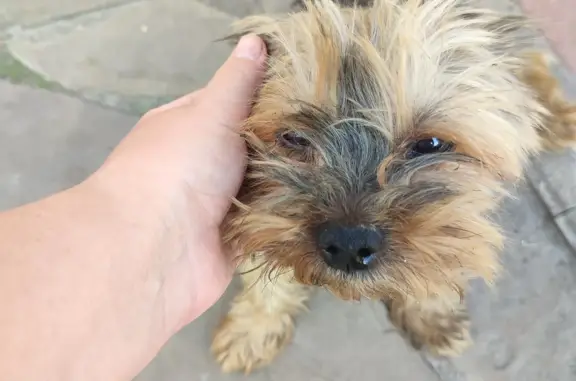 Найдена собака Мальчик на Солнечной улице, Шебекино