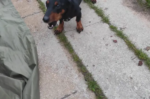 Собака Такса найдена в Можайске, Московская улица, 13