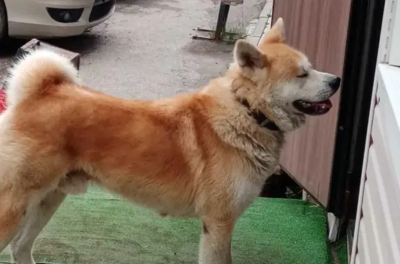 Найдена собака породы Акито возле магазина 5-ка, деревня Старниково, Бронницы, Московская область