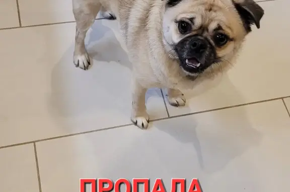 Пропала собака в Семенихино, Орловская область