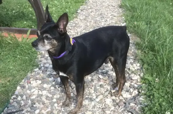 Найдена собака, Московская область, фото: Собака с двумя ошейниками найдена в Маньково, Московская область