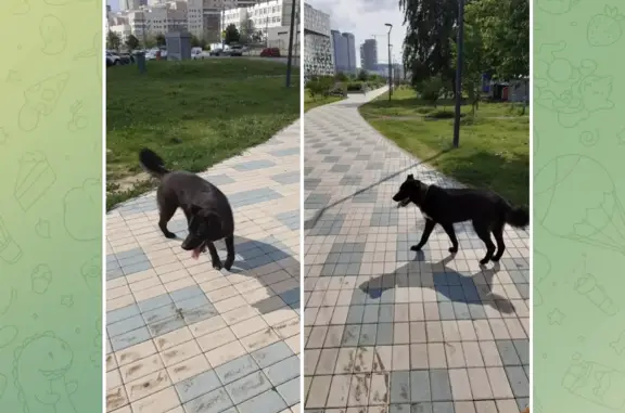 Собака найдена на Ходынском бульваре, Москва