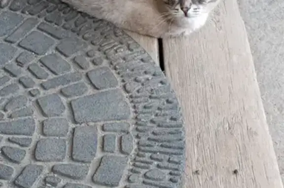 Пропала кошка Тиша, верните пожалуйста! Фрунзе 35, Екатеринбург