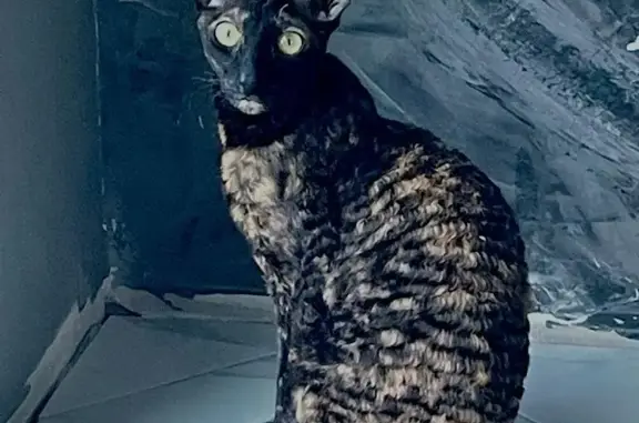 Потерянные животные Тамбов, фото: Пропала кошка на Полынковской 67, Тамбов