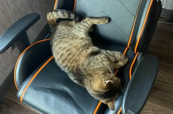 Кошки потеряшки, Санкт-Петербург, фото: Потеряшка кошка, Васи Алексеева, 18, СПб