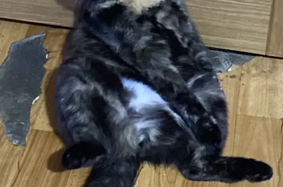 Кошки потеряшки, Ульяновск, фото: Потеряшка кошка Соня, проспект Ленинского Комсомола, 26, Ульяновск