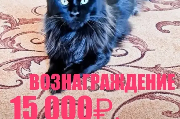 Пропал кот породы Мейн-Кун, Лео, Тепличная ул., 5, Петропавловск