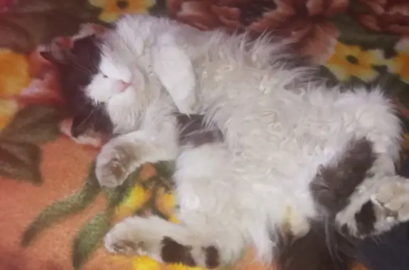 Пропала кошка Мальчик, черно-белый. 12 квартал, Северобайкальск