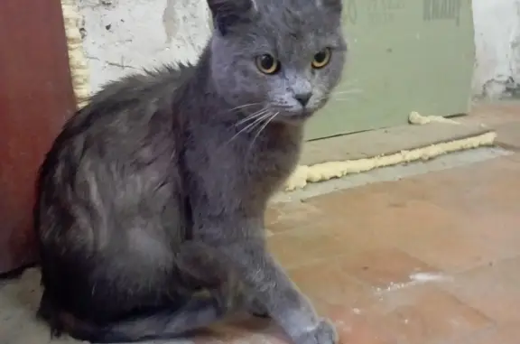 Найдена кошка, серого окраса на Первомайской, 15А