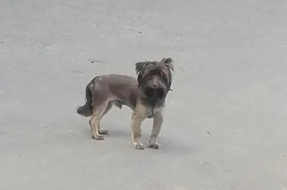 Собака Иорик, окрас коричневый, по адресу 46Н-06064, Бекасово