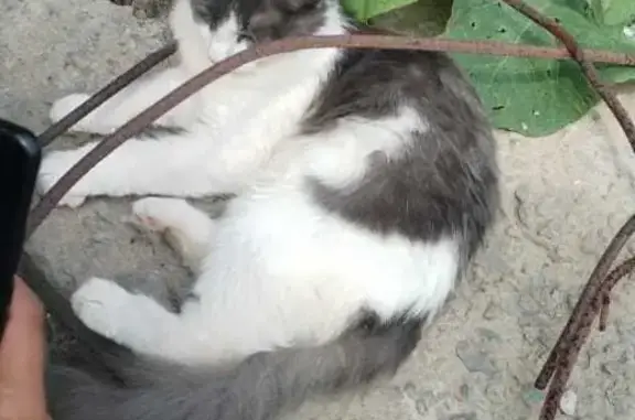 Найдена кошка на ул. Зои Космодемьянской, 27А, Владивосток