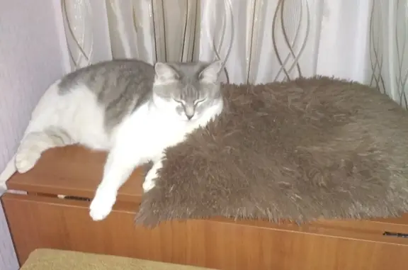 Кошки потеряшки, Волжский, фото: Потеряшка кошка, вознаграждение, ул. Карбышева