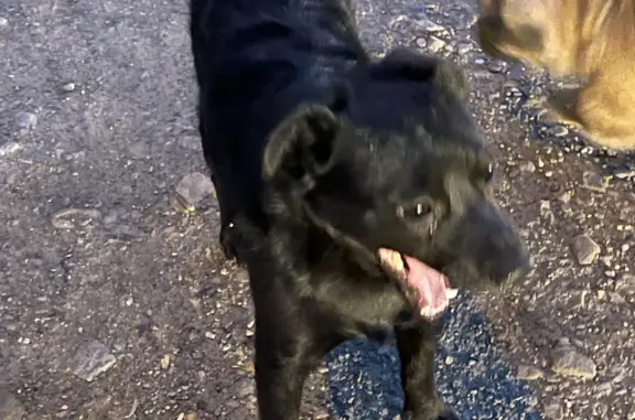 Найдена собака Мальчик черного цвета, пр. Фадеева, 14, Чита
