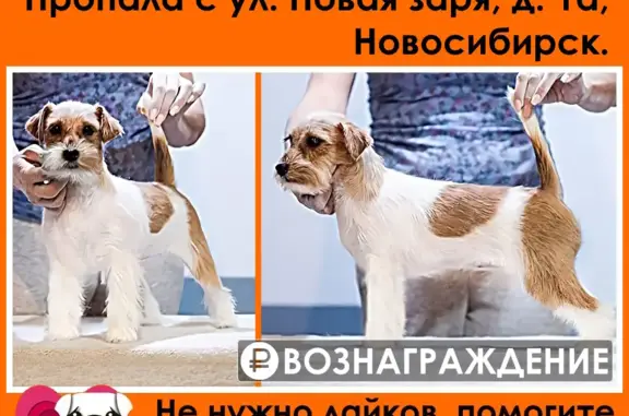 Пропала собака в Новосибирске, ул. Учительская и Авиастроителей. Вознаграждение.