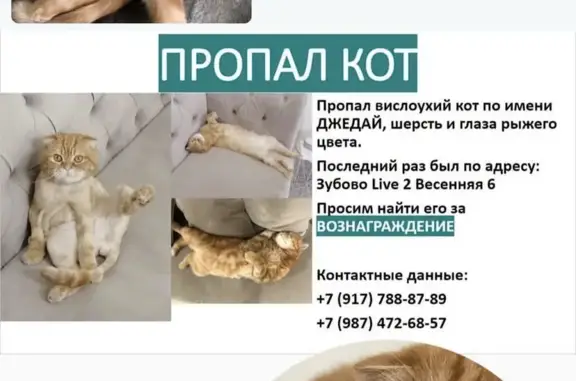 Пропал вислоухий кот в Зубово, Башкортостан