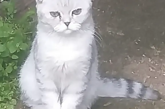Найдена кошка в Первомайском, Москва