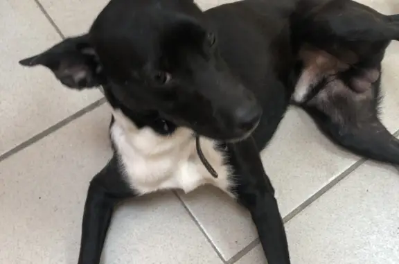 Собака найдена: черный окрас, глаза коричневые, ошейник без данных