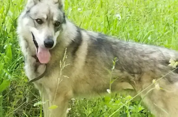 Найдена собака в СНТ Уральские зори, похожая на сибирскую лайку