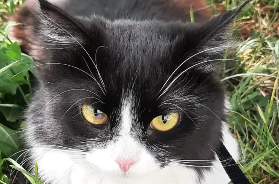 Кошки потеряшки, Киров, фото: Потеряшка пугливая кошка в Нововятском районе, Киров