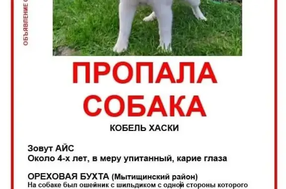 Пропала собака Хаски, ул. Подсолнечная, Московская обл.