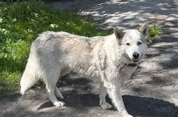 Собака с ошейником найдена на ул. Луначарского, 174, Тула