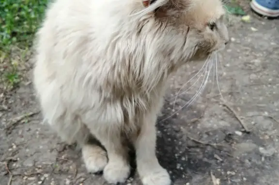 Найдена ласковая кошка в Москве