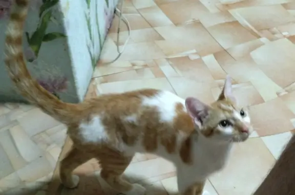 Пропала кошка Симба, Ново-Молодёжный пер., 33, Самара