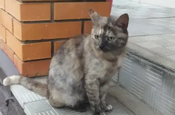 Найдена кошка в Юрьевце, ищем хозяина