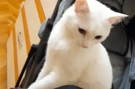 Пропала белая кошка Кот, 3 года, ул. Николая Чаплина, 117, Тюмень
