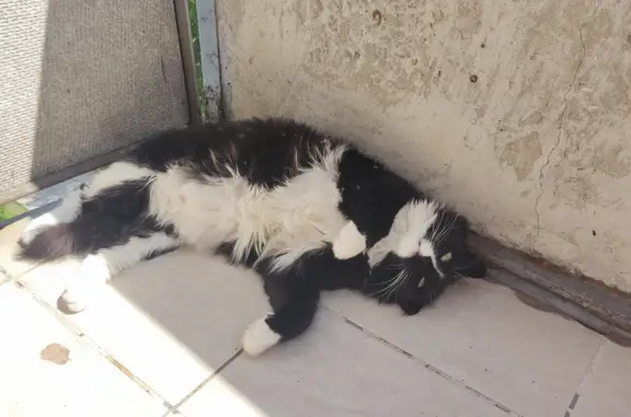 Пропала кошка: ул. Пирогова, 22, Новосибирск