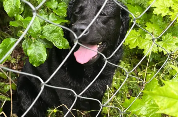 Собака найдена у ворот: Приморское шоссе, 425 к3