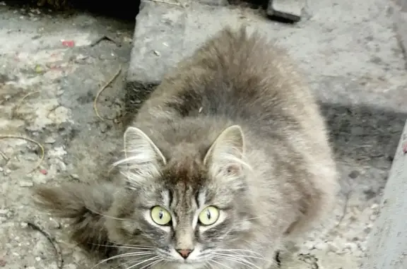 Найдена домашняя кошка на ул. Тельмана, 92, Абакан
