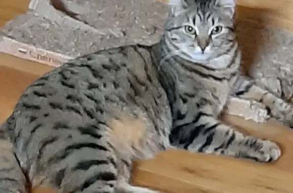 Пропала кошка в СНТ Ветерок, Солонцы, Красноярский край