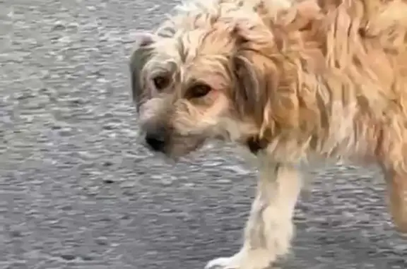 Пропала собака Маша, район Есенина, Белгород