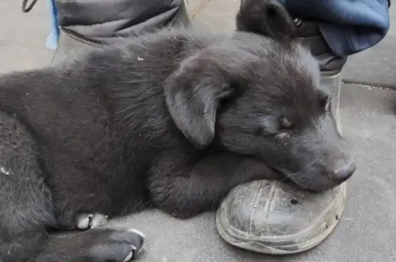 Пропала собака в Туле, Чёрный окрас, 3 месяца