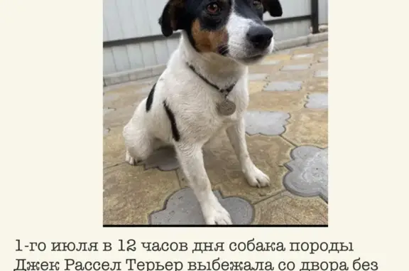 Пропала собака Сара, ул. Ленина, Архипо-Осиповка