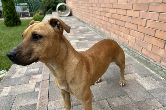 Найдена рыжая собака на Передовой, 41, Краснодар