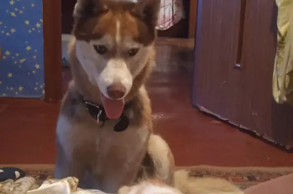 Собаки потеряшки, Новокузнецк, фото: Потеряшка собака Девочка хаски на ул. Бугарева, 18А, Новокузнецк